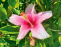 Mal von der Natur gemalt: Blühender Hibiskus