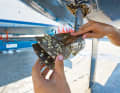In particular, components that are difficult to protect, such as propellers and saildrives, become clogged most quickly in problem regions such as the Schlei