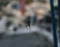 Networkers at work: spiders love well-lit places