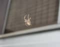 All spider species found in Germany are harmless to humans