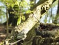 Die "alten Buchenwälder" gehören zum UNESCO-Welterbe.