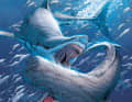 "Megalodon": Splitter: 104 S., geb., 22 €.