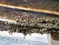 Mussel and barnacle growth on the underwater hull or ...