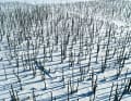 Deadwood in the peat bogs of the snow-covered Peene valley