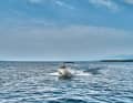 Bayliner M19