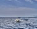 Bayliner M19 (length: 5.79 m, width: 2.29 m, weight (without engine): 1,088 kg, engine: up to 115 hp CE category: C) | rie: C)