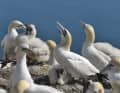 Gannets nesting on the cliffs of the Oberland