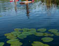 Wild, Wild, Wood... mit dem SUP durch Mecklenburg-Vorpommern