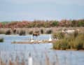 The Mesolongi lagoon is home to many animal and plant species.