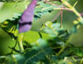 ...or the numerous natural wonders...