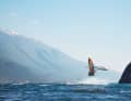 Great scenery, reliable wind, perfect infrastructure - Lake Garda is often quite full for good reason.