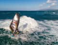We tested the Spy on Tobago and in the North Sea.