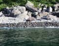 ...and locals of a special kind.