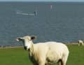 Im Vordergrund Schafe, im Hintergrund die Hallig Nordstrandischmoor – Nordstrand bedient die nordfriesischen Klischees perfekt.