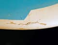 1. the classic - a catapult has shattered the nose of the board, the laminate is broken. Ding Stick, Suncure & Co. would only last until the next impact, you have to laminate. Dry the area first and open the ventilation screw.