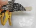Auf breiten Klebestreifen, unterstützt von Holzstäbchen, wird die Spitze...
