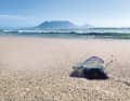 The marvellous view of the beautiful Table Mountain and the poisonous Portuguese galley on the beach - there is hardly a better way to illustrate the torn nature of South Africa.