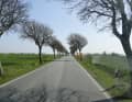 The trees give it away: there's plenty of wind on Fehmarn.