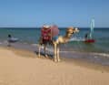 Safaga was one of the top spots in Egypt in the 90s.  Three centres and numerous hotels make it the perfect family spot