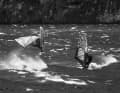 Föhnsturmsurfen ist hart - da geht's auch mit Nasenpflaster auf's Wasser.