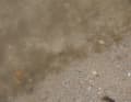 The culprits: Large carpets of algae were problematic and slowed down the foils noticeably.