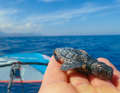 Unique encounters away from the busy surf spots
