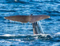 The best chance of spotting sperm whales is in Andenes at the northern tip of Vesterålen. Numerous whale-watching tours start from here.