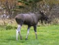 Even in the land of the moose, encounters with these mighty animals are rare.