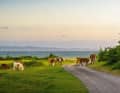 Skälderviken Bay in the north of Skåne: conditions for everyone, from beginners to pros. And it's beautiful too.