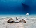 Das Leserfoto des Jahres: Was mag sich die Meerbrasse beim Anblick des Ankers denken? Und ob sie die über ihr schwimmende Yacht bemerkt hat?