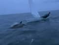 Just a few centimetres from the bow, one of the dolphins jumps out of the water