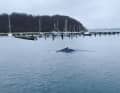 Bien visible sur la vidéo : Le dos de l'une des baleines à bosse dans le port de plaisance de Glücksburg