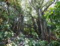 Anche la flora è rigogliosa. I fichi banyan, come sull'isola di Aride, impressionano con le loro radici aeree.