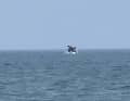 In contrast, encounters with other populations are peaceful, here in the Skagerrak