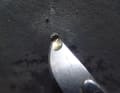 Une pointe de couteau est utilisée pour percer une bulle d'osmose. Un liquide à l'odeur d'acide s'écoule alors