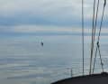 Das kleine Flügelsegel der Sailbuoy ist nur schwer auszumachen