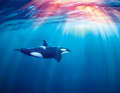 ... entlang der Orca-Gebiete sind die Bourels am Reiseziel Mittelmeer angekommen ...