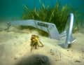 Bottom dweller. The anchor can't keep up with the crab's digging skills, but it holds the yacht securely in place