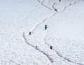 Life in seclusion. In summer, the penguins always use the same routes between the breeding grounds and the shore