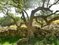 Olive trees are still a typical feature of the Kornati landscape