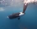Weiterhin Sorgen bereiteten den Seglern die Orcas vor Gibraltar