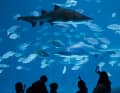 Aquarium Poema del Mar in Las Palmas.