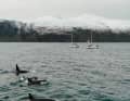 The yachts lie still and a group of orcas passes by, some only a few metres in front of the bow.