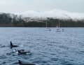 Die Yachten liegen still und eine Orca-Gruppe zieht vorbei, bei einigen nur wenige Meter vor dem Bug.