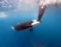 Problem area rudder blade: Orcas attacking sailing yachts and in particular their rudders.