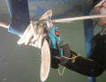 The blades of secateurs can also be a great help on board.