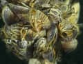 Quagga-Muscheln wie diese sorgen für extreme Probleme an der Infrastruktur. Es handelt sich um eine invasive Art, die ursprünglich aus dem Schwarzmeerraum kommt.