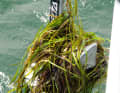 Unfortunately not a rare picture: An anchor brings a lot of seaweed up with it.