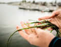 Important for the climate: seagrass beds are as indispensable as meadows and forests on land. They grow in shallow water areas and are endangered by pleasure craft.