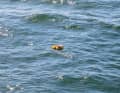 After the urn has been buried and the glass has been poured, the ship travels around the position in the circle three times. During this time, music is usually played that has previously been selected by the relatives or the deceased person.